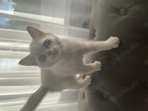 Bkh kitten suchen ein neues Zuhause