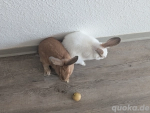 Zwei Kaninchen