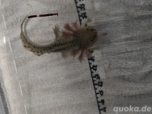 Wir suchen ein neues Zuhause     