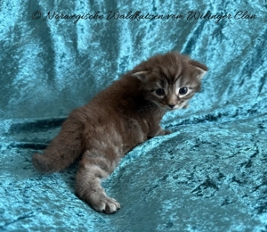 Unser DANAOS vom Wikinger Clan sucht eine liebevolle Familie