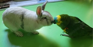 Urlaub? Krankenhaus? Geschäftsreise? Ich kümmere mich um Ihre Papageien und Sittiche