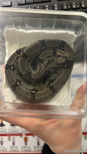 1.0 Boa Constrictor Longicauda 2025