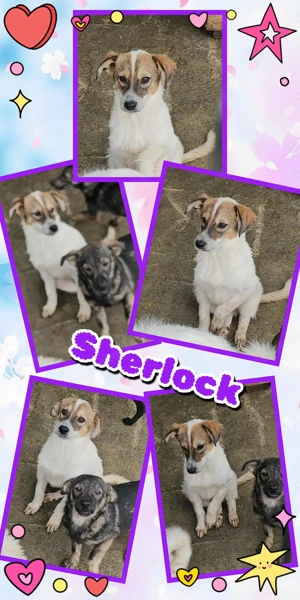 wunderschöner Welpenjunge "Sherlock" sucht ein liebevolles Zuhause 