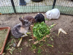 Häsin Hermine sucht dringend neues Zuhause 