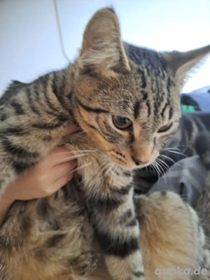 junger kater zu verkaufen
