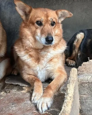 Zurückhaltende Molly