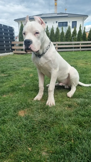 Dogo Argentino 