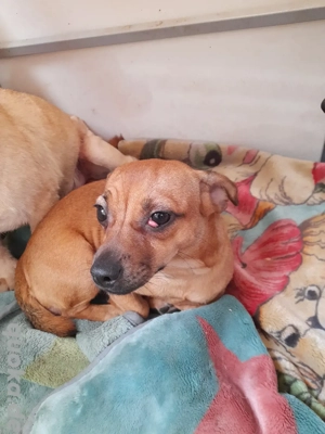 Retromops Mix Hündin