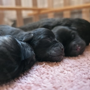 Welpen Mops Zwerg Pudel Zwergpudel Pug Pugapoo