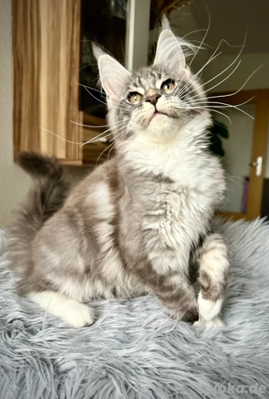 Kleine Maine Coon Prinzessin 