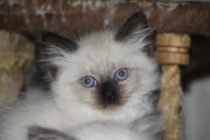 Neva Masquarade Kitten