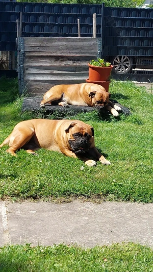 Bullmastiff Welpen 