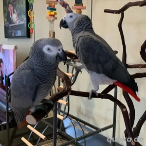 Graupapagei aus Zuchtreserve