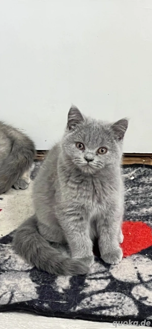 Britisch Kurzhaar Katzen