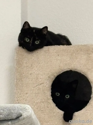 zwei Kätzchen suchen ein neues Zuhause