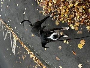 Dringend!! Cane corso x dogo argentino Welpe 