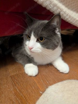 Kater Leon 3 jahre Bild 3