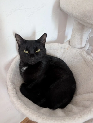 Katze Luna abzugeben Bild 2