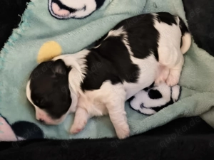 Hunde Welpen shitzu-Bichon mix