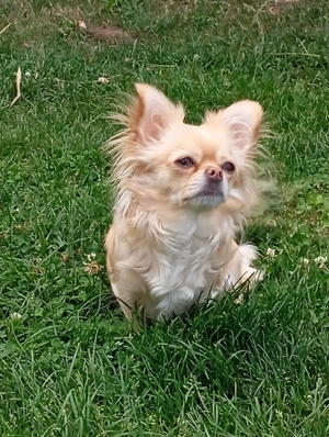 Chihuahua Wurfankündigung