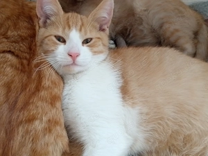 Kitten EKH  BKH Mix Rot-Weiß 