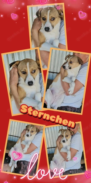 wunderschöne Hündin "Sternchen" hofft endlich auf ein liebevolles neues Zuhause 