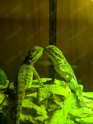 Zwergbartagamen zu Verkaufen (Zwei Männchen noch Vorhanden)