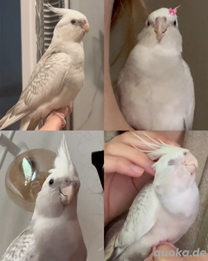 Hübscher zahmer Nymphensittich Hahn