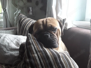 Suchen ein Weibchen zum decken,kein verkauf! enlgändische bulldoggeMIX. 