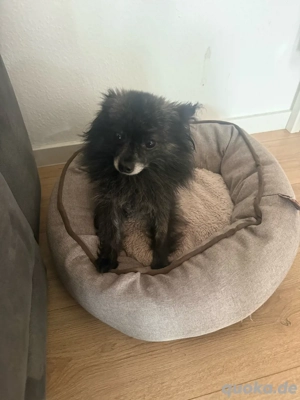 PomChi Sucht neues Zuhause  Bild 3