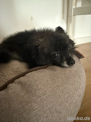 PomChi Sucht neues Zuhause 