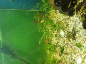 Yellow Fire Garnelen 