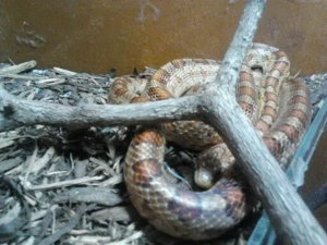 Reptilien Schlangen Kornnattern