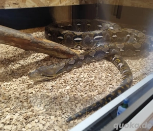 1.0 Netzpython von 2021