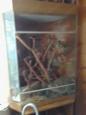 Reptilien Schlangen Kornnattern Bild 3