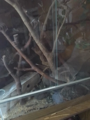 Reptilien-Schlangen-Kornnattern