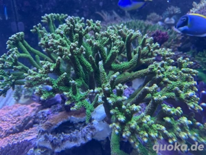 Acropora Tumida Enzman Koralle Meerwasser