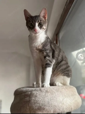 Jugurel Sportlicher Kater sucht spannende Familie mit sportlichem Kumpel