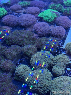 Euphyllia Paraancora Koralle Meerwasser