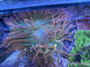 Anemone Sunburst Quatricolor Meerwasser