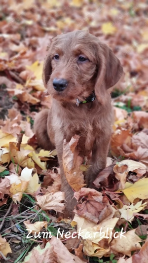 Labradoodle Welpe F1 Kimo in der Farbe foxred vom Züchter  Bild 2