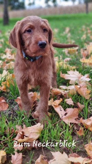 Labradoodle Welpe F1 Kimo in der Farbe foxred vom Züchter  Bild 3