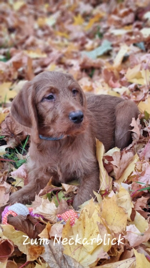Labradoodle Welpe F1 Kimo in der Farbe foxred vom Züchter  Bild 4