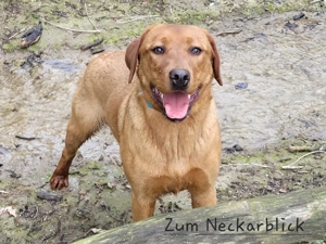 Labradoodle Welpe F1 Kimo in der Farbe foxred vom Züchter  Bild 9