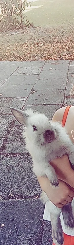 Kleines Kaninchen für 10 Euro