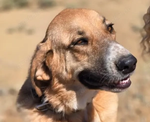 Bibi sucht ein Zuhause