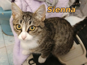 Zuckerschnute Sienna sucht ihr Kuschelkörbchen