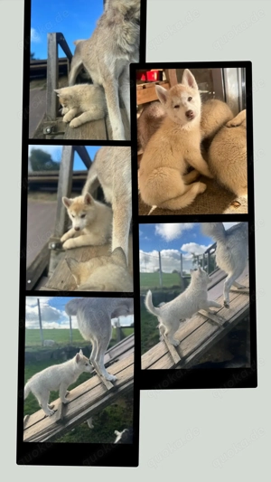 Siberian Husky Welpen 