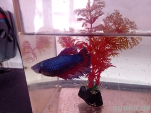 Kampffisch Weibchen abzugeben 