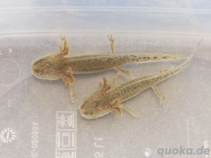 Axolotl Abzugeben.. Interesse 
